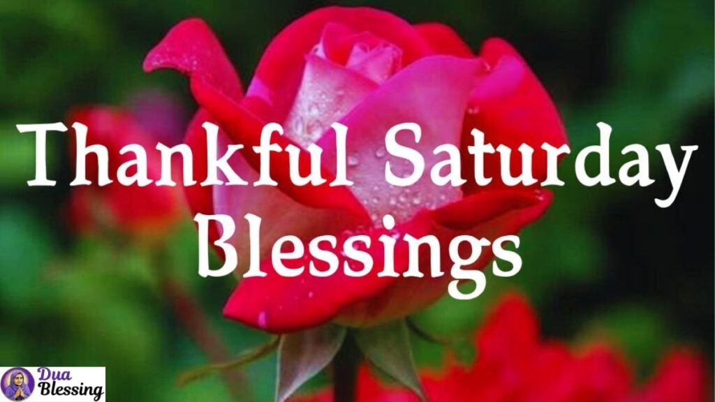 Thankful Saturday rose art.